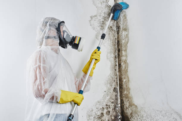 Professional Mold Removal in South Yarmouth, MA