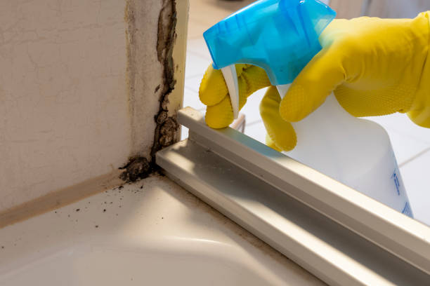 Best Toxic Mold Removal  in South Yarmouth, MA