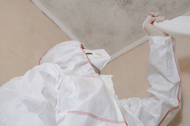 Home Mold Removal in South Yarmouth, MA