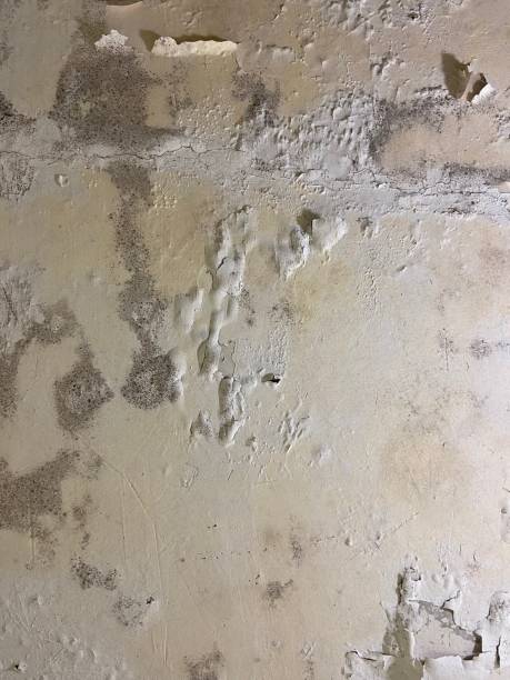 Best Home Mold Removal  in South Yarmouth, MA