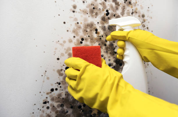Best Mold Damage Repair  in South Yarmouth, MA