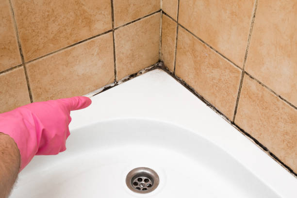Best Professional Mold Removal  in South Yarmouth, MA